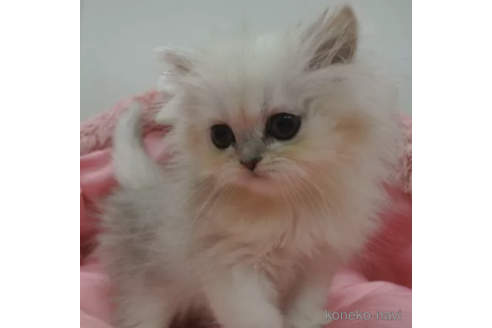 成約済の東京都のペルシャ(チンチラ)-108039の2枚目